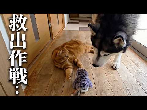 爆睡中に大好きなとりさんが鳴いてたら犬と猫は助けるのか？