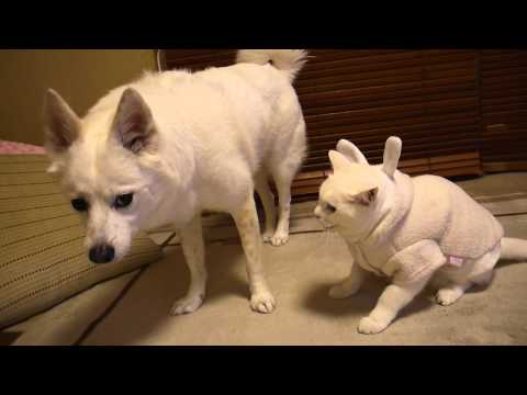 八つ当たりする猫