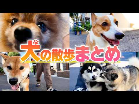 【まとめ】色々な犬のかわいいお散歩の様子をまとめてみました🐕
