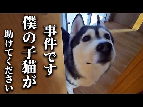 緊急で飼い主を呼びに来たハスキー犬について行くと猫達が…