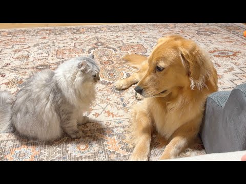 子猫を独占する大型犬に、とうとう怒り出した猫…【ゴールデンレトリバー・ボーダーコリー】